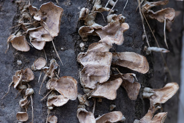 mushrooms in the forest