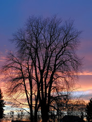Silhouette of trees in front of colored clouds in the evening