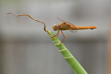 dragonfly on leaf