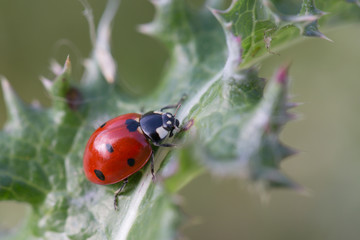 ladybug on green leaf
