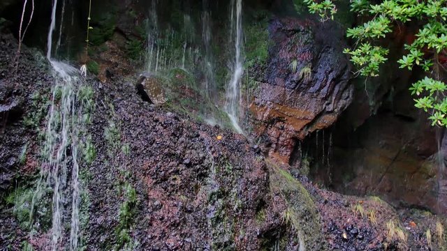 25 Fontes falls on Madeira. Beautiful waterfall in the midlle of green hills and woods.
