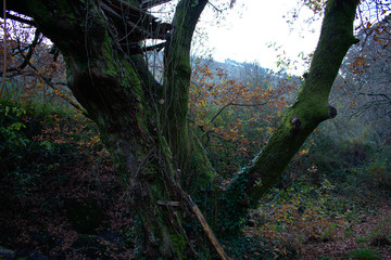 Tree with awesome shape