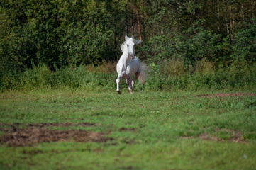 Obraz na płótnie Canvas running white beautiful Orlov trotter stallion at freedom. spring season