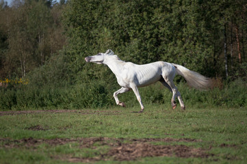 Fototapeta na wymiar running white beautiful Orlov trotter stallion at freedom. spring season