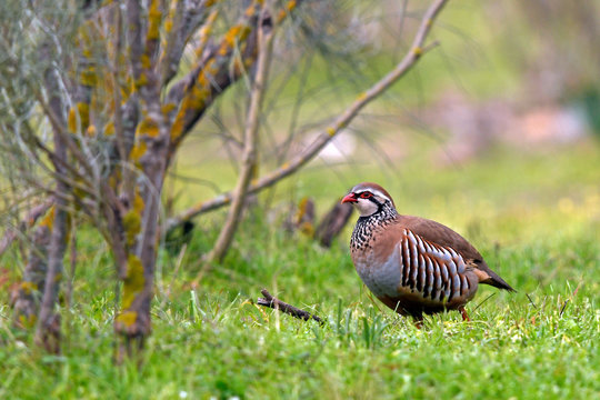 Rothuhn (Alectoris rufa) - Red-legged partridge