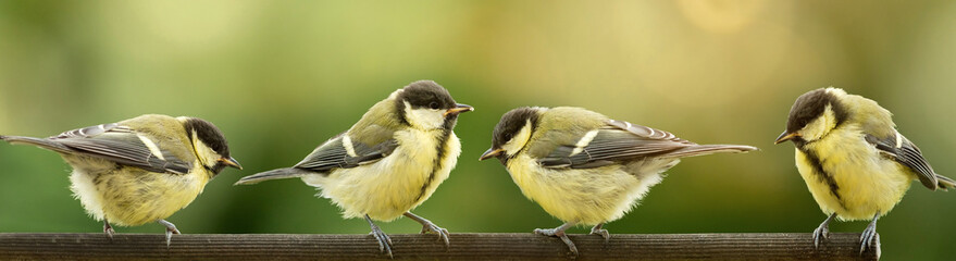 Easter motif - young great titmice in spring
