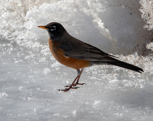robin in the snow