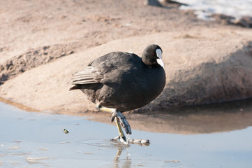coot on ice