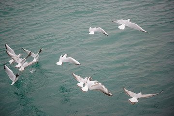 sea gulls in istanbul bosphorus