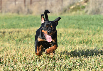 rottweiler dog