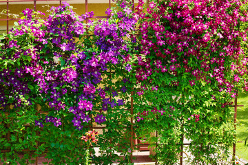 Purple clematis flowers blooming on shrub in sunlight. Spring garden in blossom. - obrazy, fototapety, plakaty