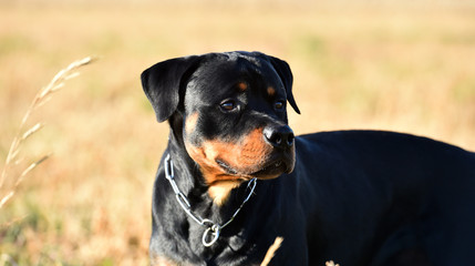 rottweiler