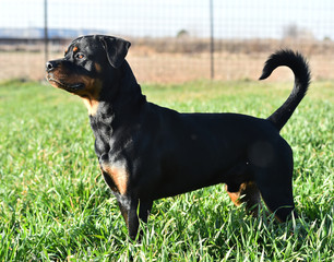 rottweiler