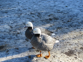 Emperor goose in snow
