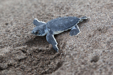 A baby green turtle (Chelonia mydas) crawling to the ocean on the beach beside a foot print in Costa Rica.