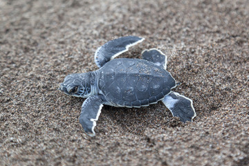A baby green turtle (Chelonia mydas) crawling to the ocean on the beach in Tortuguero National Park in Costa Rica.