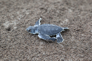 A baby green turtle (Chelonia mydas) crawling to the ocean on the beach in Tortuguero National Park in Costa Rica.