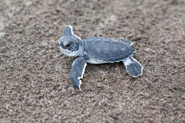 A baby green turtle (Chelonia mydas) crawling to the ocean on the beach in Tortuguero National Park in Costa Rica.