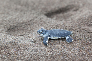 A baby green turtle (Chelonia mydas) crawling to the ocean on the beach in Tortuguero National Park in Costa Rica.