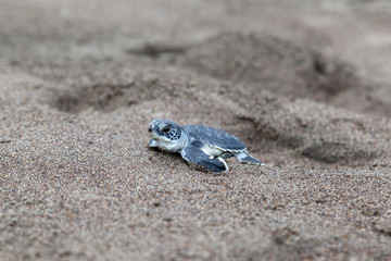 A baby green turtle (Chelonia mydas) crawling to the ocean on the beach beside a foot print in Costa Rica.