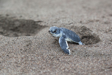 A baby green turtle (Chelonia mydas) crawling to the ocean on the beach beside a foot print in Costa Rica.