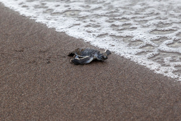 A baby green turtle (Chelonia mydas) crawling to the ocean on the beach in Tortuguero National Park in Costa Rica.