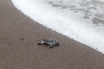 A baby green turtle (Chelonia mydas) crawling to the ocean on the beach in Costa Rica.
