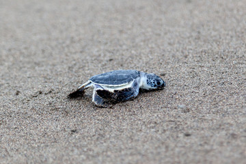 A baby green turtle (Chelonia mydas) crawling to the ocean on the beach in Tortuguero National Park in Costa Rica.
