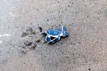 A baby green turtle (Chelonia mydas) crawling to the ocean on the beach in Tortuguero National Park in Costa Rica.