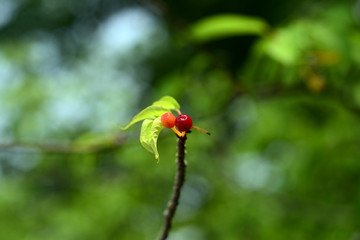 Fruits of the cherry tree-10