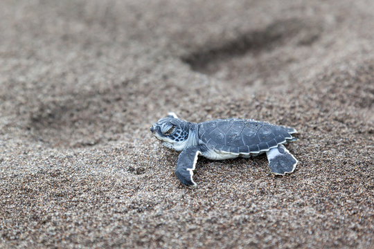 A baby green turtle (Chelonia mydas) crawling to the ocean on the beach in Tortuguero National Park in Costa Rica.