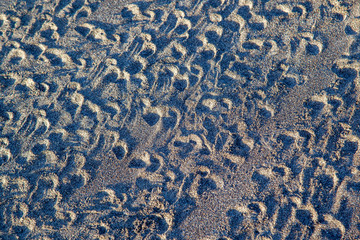 Sea turtle tracks on the beach at Tortuguero National Park in Costa Rica