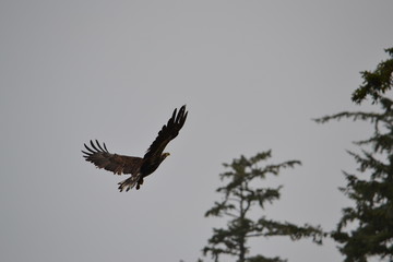 bald eagle in flight