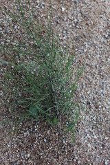 Plant growing in stone texture