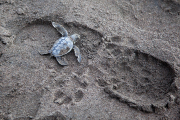 A baby green turtle (Chelonia mydas) crawling to the ocean on the beach in Costa Rica.