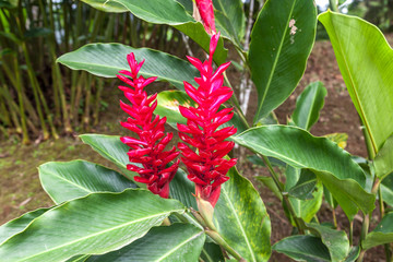 Close up of red ginger(Alpinia purpurata) flower in Costa Rica. 