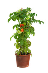 Tomato plant growing in a flower pot isolated on white