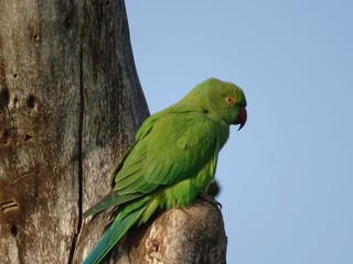 NP Bundala on Sri Lanka