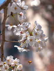 Cherry blossom full bloom in spring season with blur background