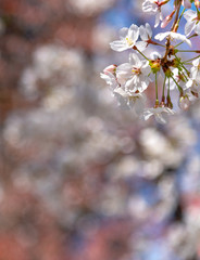 Cherry blossom full bloom in spring season with blur background