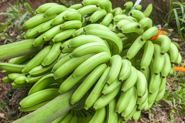 Close up of a bunch fresh bananas  bat a plantation in Costa Rica.  