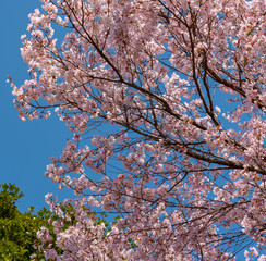Cherry blossom full bloom and green trees in spring season.