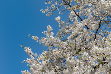 Cherry blossom full bloom in spring season.