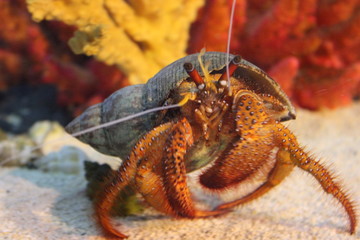 red crab