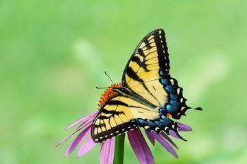 Yellow Eastern Tiger Swallowtail butterfly with spread wings on cone flower on  empty light green space background