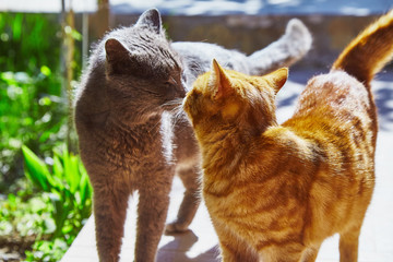 Two cats kissing each other on sun