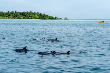 Fototapeta premium Wild dolphins swimming at the surface of the ocean with the island in background in Maldives. 