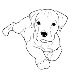 Pitbull Terrier Puppy Vector Labrador Illustration Dog Canine Animal Staffordshire