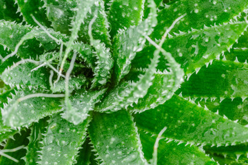 Aloe vera is tropical green plants tolerate hot weather.Aloe vera is a very useful herbal medicine for skin care and hair care that can be used as treatment