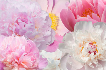 Pink, lilac and white peonies as background. Collage of beautiful pink and white peony as...